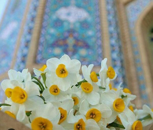 عکس گل نرگس هنری