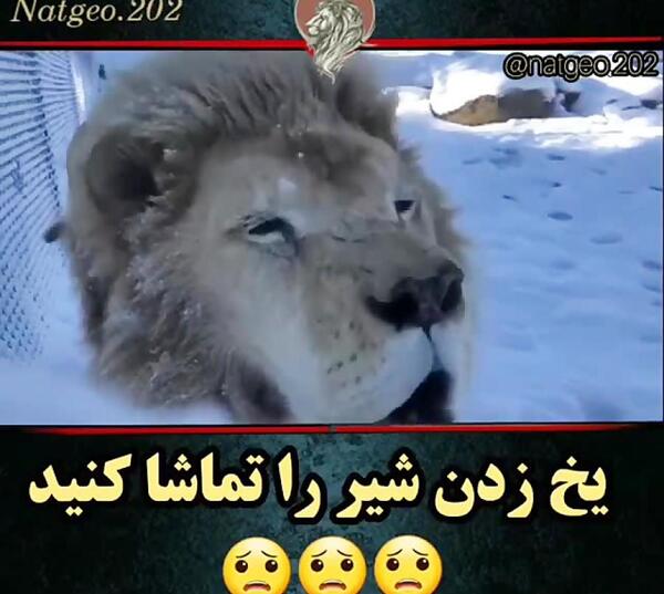 عکس شیر یخی