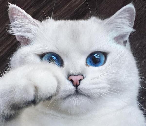 عکس گربه در شب