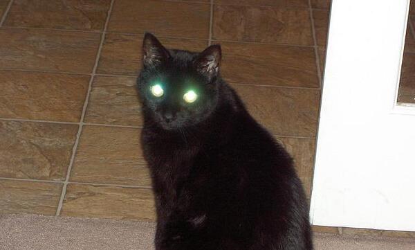 عکس گربه در شب
