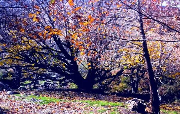 عکس جاهای دیدنی نهاوند