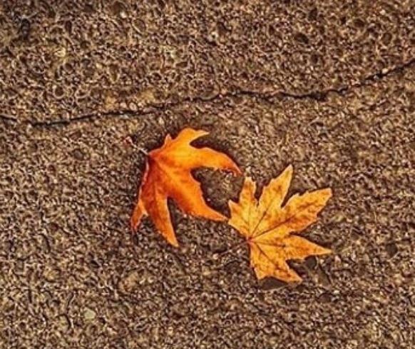 عکس پروفایل پاییز مردانه