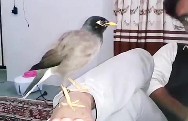 عکس صدای مینا
