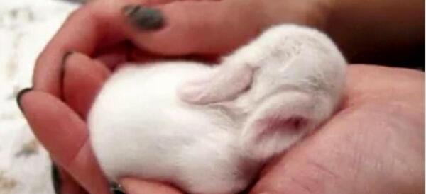 عکس خرگوش خیلی ناز