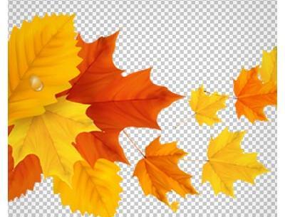 عکس لایه باز برگ پاییزی