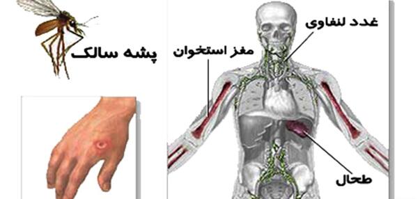 عکس از پشه سالک