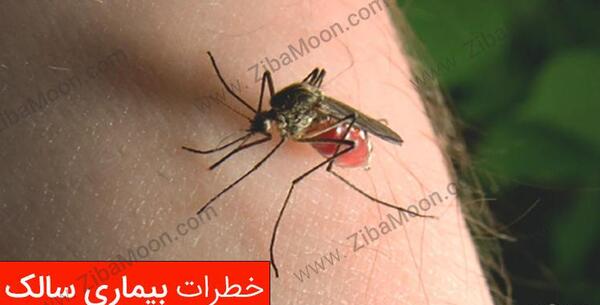 عکس از پشه سالک
