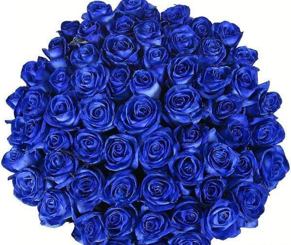 عکسهای دسته گل رز آبی