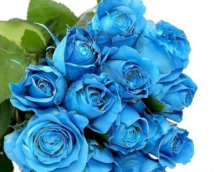 عکسهای دسته گل رز آبی