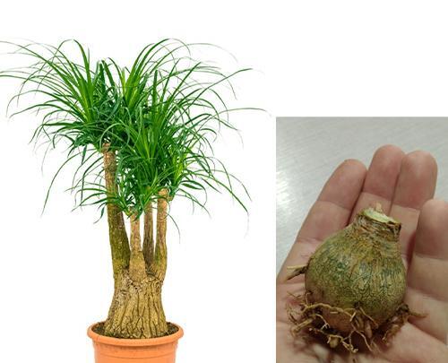 عکس گل لیندا