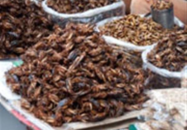 عکس سوسک غذا