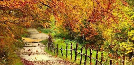 عکس برگ ریزان پاییز