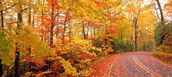 عکس برگ ریزان پاییز
