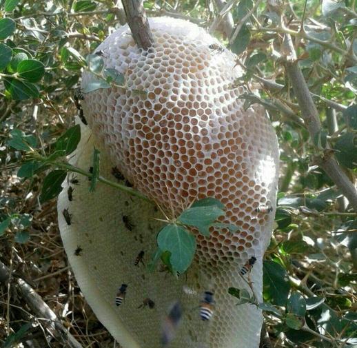 عکس طبیعی عسل