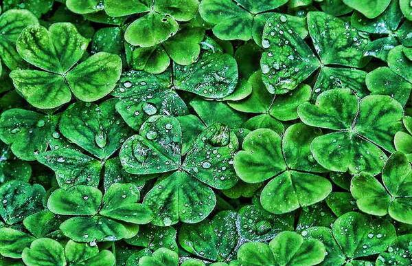 عکس های کیوت سبز