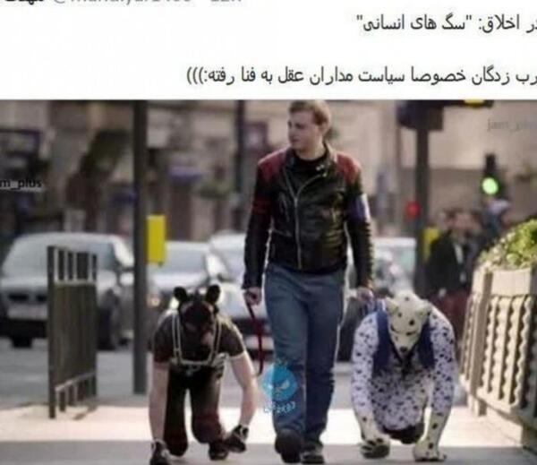 عکس گربه آدم نما