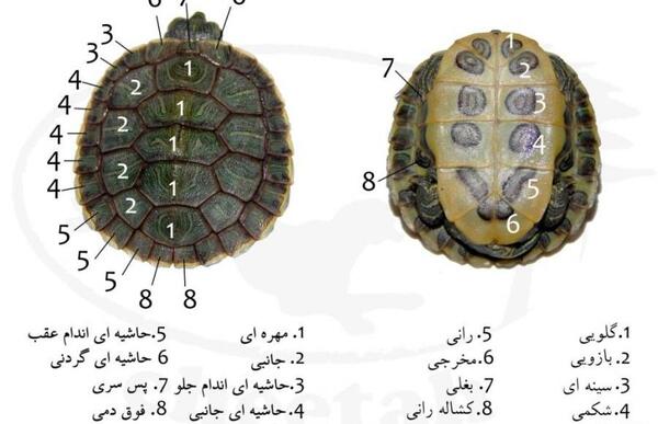 عکس پروفایل لاک پشت