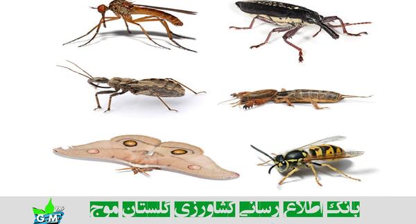 عکس گروه حشرات