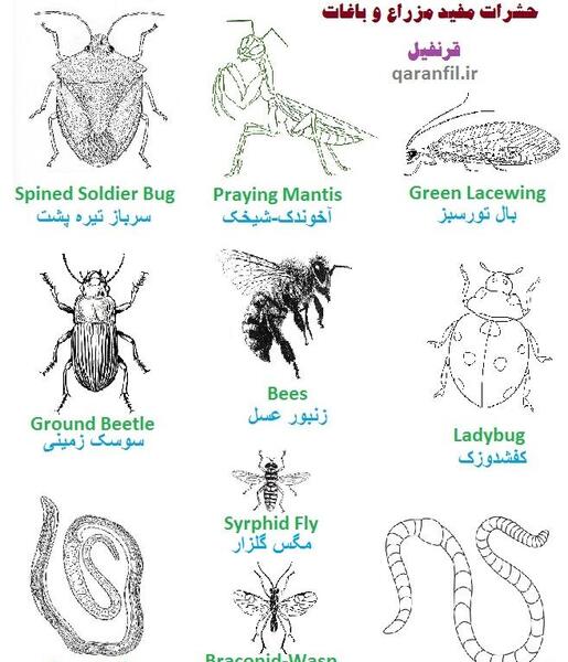 عکس گروه حشرات