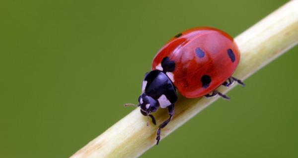 عکس گروه حشرات