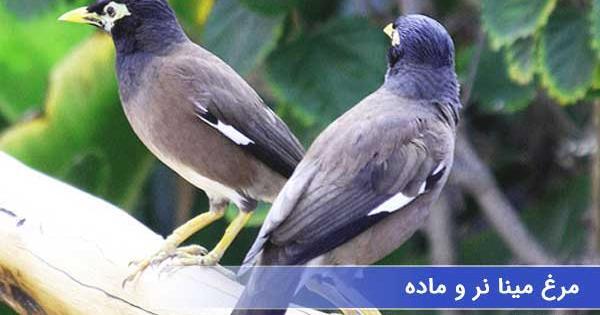 عکس مینای ماده