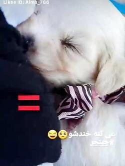 عکس سگ طاها و رها