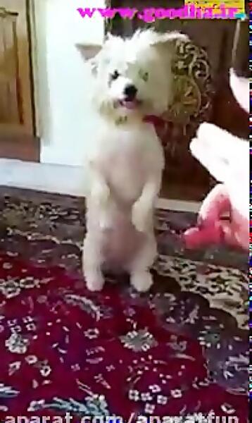 عکس سگ طاها و رها