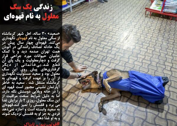 عکس سگ طاها و رها