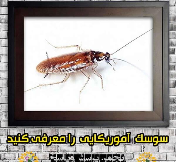 عکس سوسک دوسر