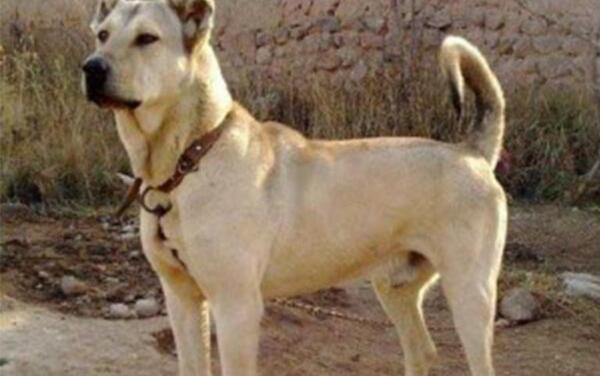 عکس سگ ایرانی