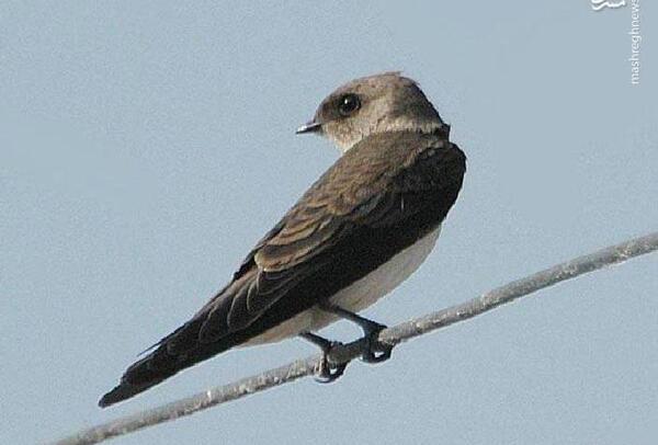 عکس سنگ سجیل