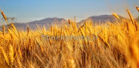 عکس از گندم زار