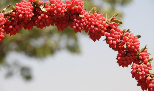 عکس زرشک معمولی