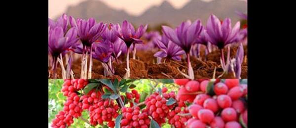 عکس زعفران و زرشک