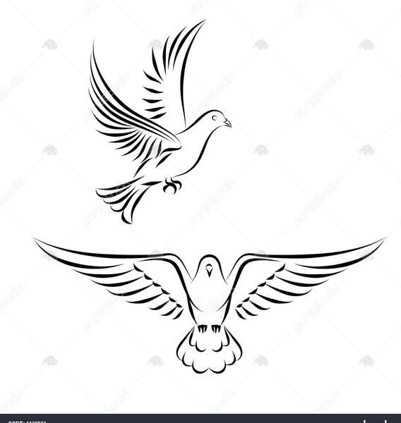 عکس پرنده درحال پرواز برای نقاشی