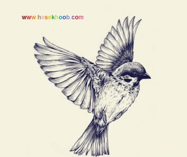 عکس پرنده درحال پرواز برای نقاشی