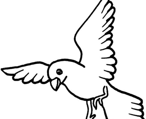 عکس پرنده درحال پرواز برای نقاشی