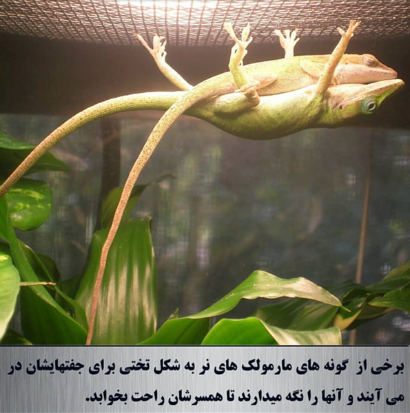 عکس پروفایل عاشقانه نی نی سایت
