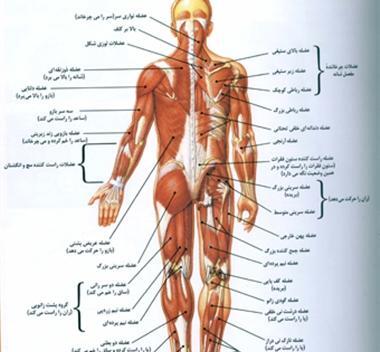 عکس تصویر آناتومی عضلات بدن