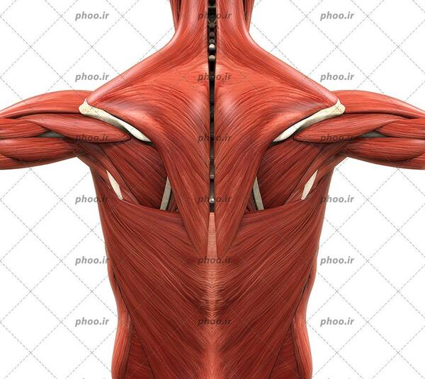 عکس تصویر آناتومی عضلات بدن