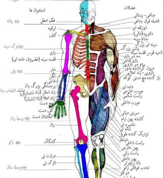 عکس تصویر آناتومی عضلات بدن