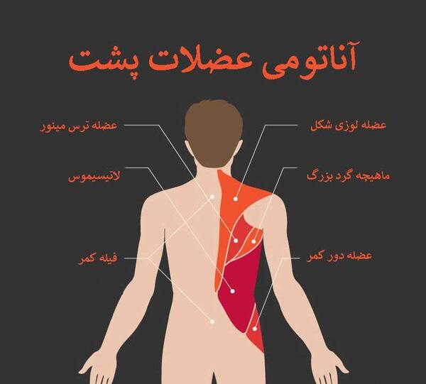 عکس تصویر آناتومی عضلات بدن