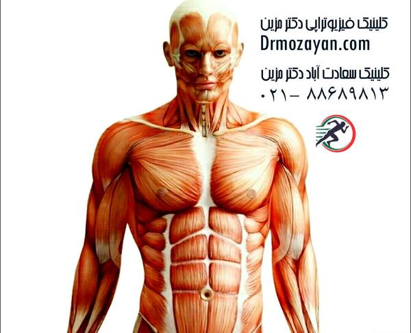 عکس تصویر آناتومی عضلات بدن