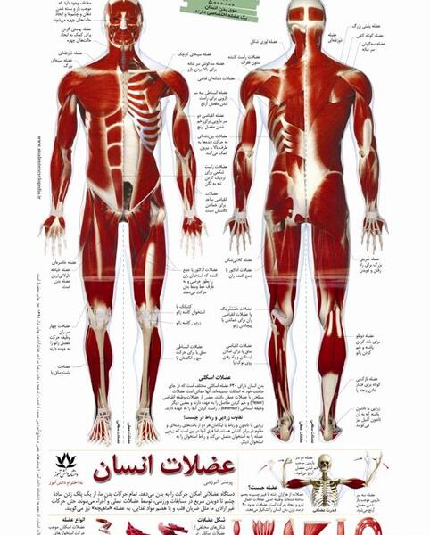 عکس تصویر آناتومی عضلات بدن