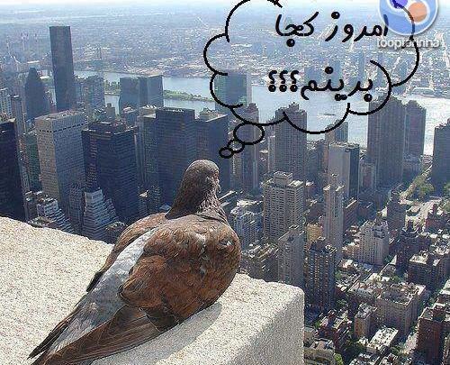 عکس پروفایل پسر یعنی لوتی