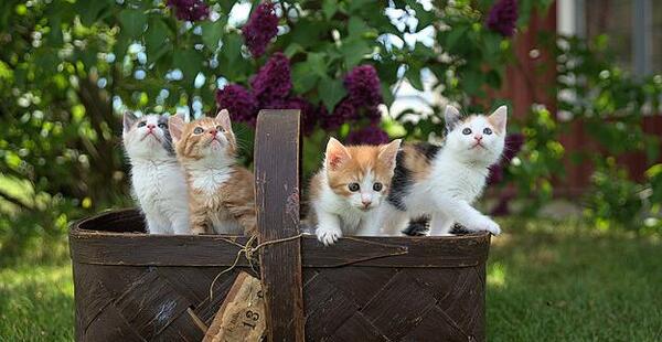 عکس غذای گربه ها