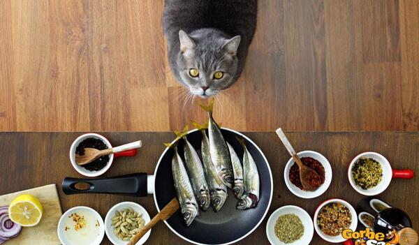 عکس غذای گربه ها