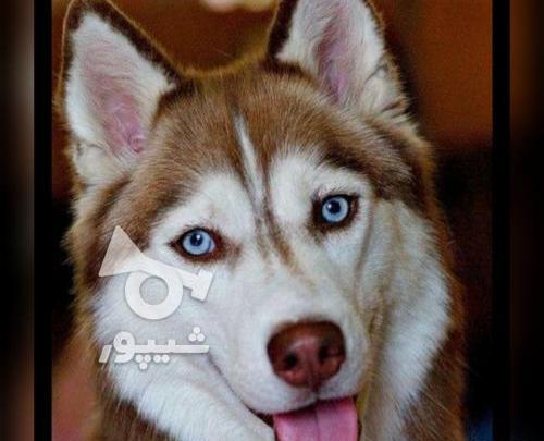 عکس سگ هاسکی پاکوتاه