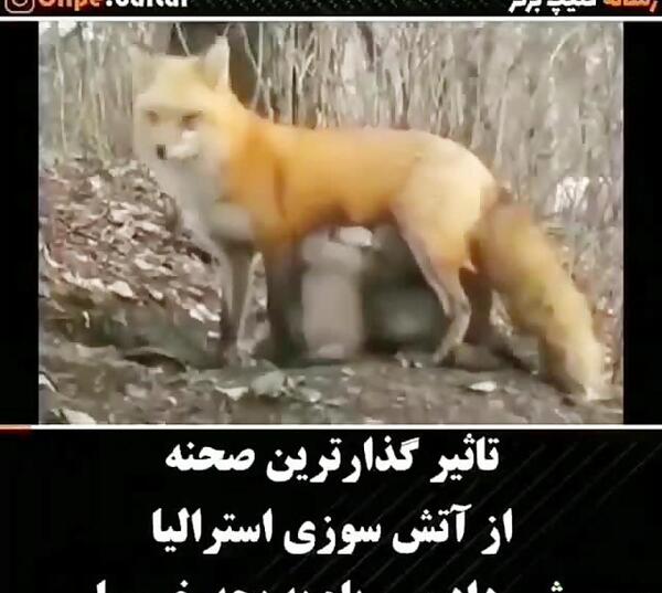 عکس روباه خرس