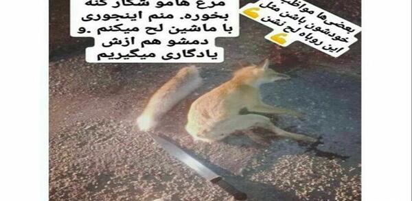 عکس روباه خرس